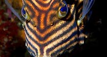 Shaw's Cowfish (female)