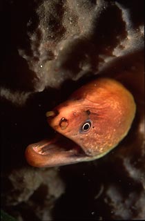 Green Moray