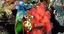 Mother and Eggs