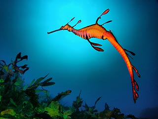 Weedy Seadragon