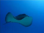 Bull Ray, Lady Elliot Island