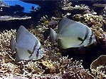 Batfish, Lady Elliot Island