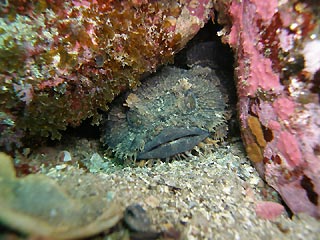 Frogfish