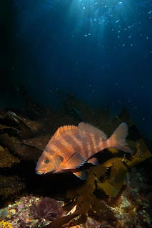 Banded Morwong