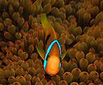 Clownfish in pink Anemone