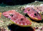 Cuttlefish pair