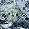 Shovelnose Ray