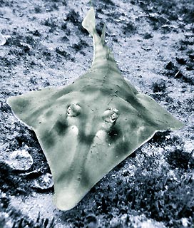 Shovelnose Ray