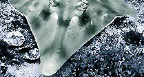 Shovelnose Ray