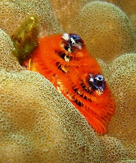 Christmastree Worm