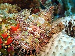 Bearded Scorpionfish