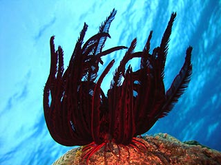 Crinoid on the reef