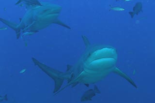 Bull Sharks