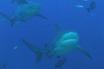 Bull Sharks