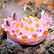 Nudibranch