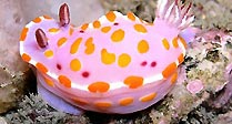 Nudibranch
