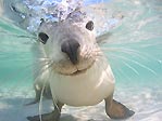 Seal at Abrolhos Islands