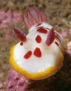 Nudibranch