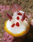 Nudibranch