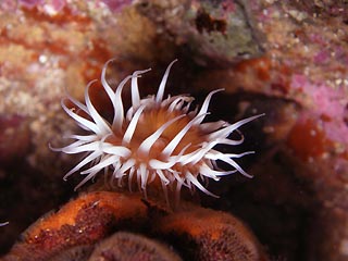 Anemone