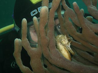 Seahorse on sponge