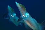 Pair of squid