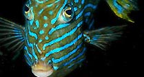 Shaw's cowfish (male)