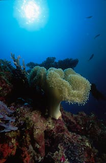 Soft Coral on Toa Maru