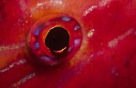 Goatfish Eye