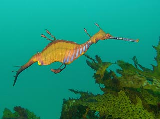 Weedy Seadragon