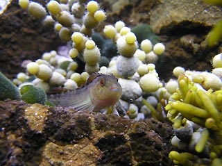 Triplefin