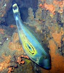 Horseshoe Leatherjacket