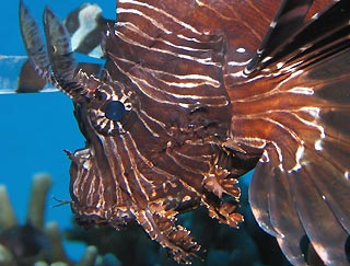 Lionfish