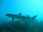 Shark feeding in Fiji