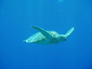 Green Turtle