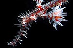 Ghost Pipefish