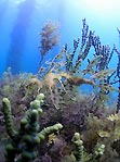 A Leafy Seadragon in its natural habitat