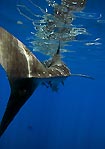 Giant of the Sea seen from the back at Ningaloo Reef, Western Australia