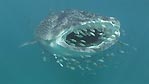 A Whale Shark feeding at Ningaloo Reef, Western Australia