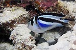 Ornate Angelfish (Genicanthus bellus), Cocos (Keeling) Islands