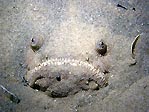 Stargazer, Sydney, Australia