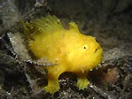 Striped Anglerfish, Sydney, Australia