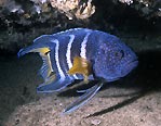 Eastern Blue Devil, Sydney, Australia