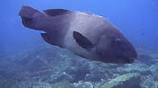 The playful Blue Groper is a diver's favourite. Julian Rocks, Byron Bay, Australia.