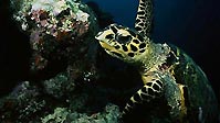 Madang Madness