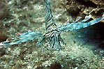 Lionfish 1