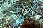 Lionfish 2