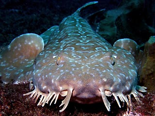 Spotted Wobbegong