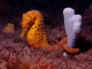 Big-bellied Seahorse