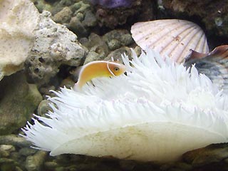 Fish & Anemone